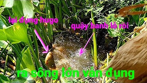 câu cá rô đồng, cái duyên với cá rô hugo @TAMCARO