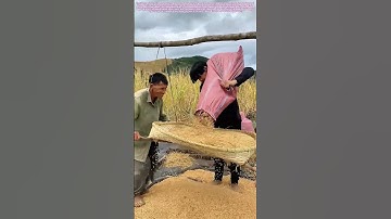 Sifting the Harvest: The Rhythmic Duet That Separates Grain from Chaff