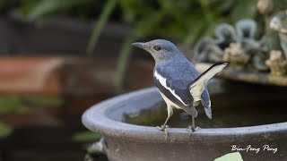 來院子洗澡的鵲鴝/Oriental Magpie-Robin take a bath in my yard