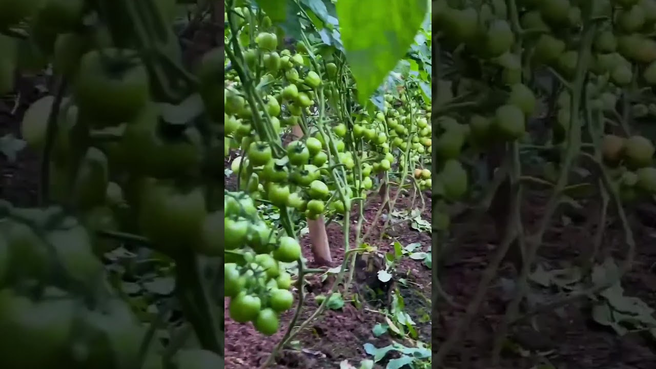 budidaya tomat #shorts #budidayatanaman #vegetables #gardening #garden #pupuk #viral #pertanian