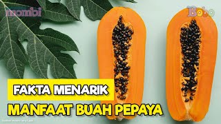 Mengenal Buah Pepaya