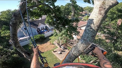 Massive Decaying Maple Removal | Rigging Over a House & Tree