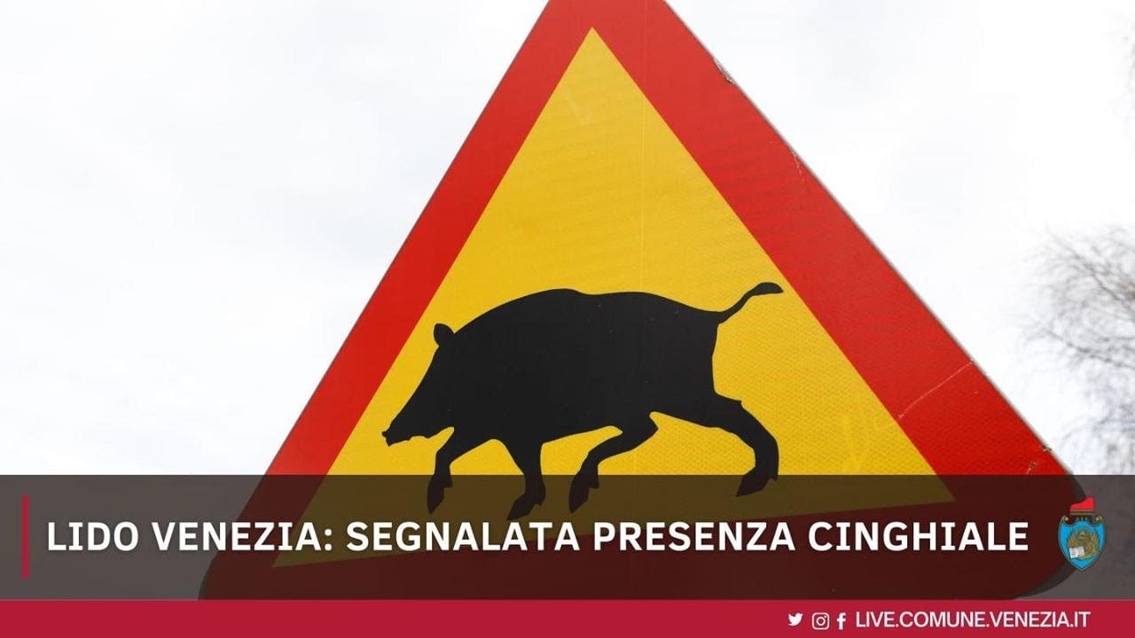 Lido di Venezia, il cinghiale al mare è già una star: due avvistamenti in cinque giorni