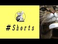 【猫】ボリス君お気に入り逆ブラッシング #Shorts// My cat Boris loves Reverse brushing