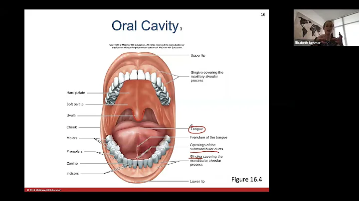 Ch. 16 (Part 1) Digestive System
