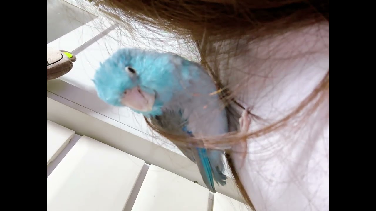 【マメルリハ🦜】おマメ社長