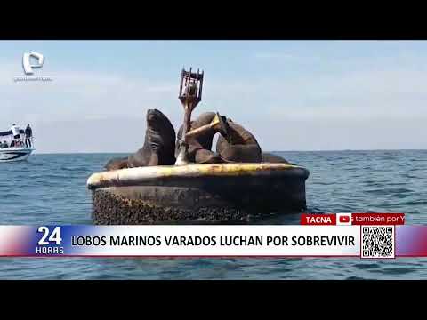 Tacna: over a hundred sea lions found in apparent state of weakness