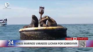 Tacna: over a hundred sea lions found in apparent state of weakness
