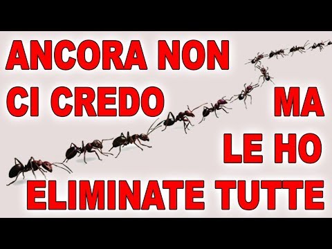 COSI&rsquo; HO DEBELLATO UNA INVASIONE DI FORMICHE IN CASA - ELIMINARE TUTTE IN UN SOLO COLPO