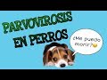 ¿EL PARVOVIRUS TIENE CURA?