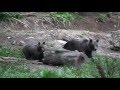 Bear hide ep. 3 - A young female with 2 cubs