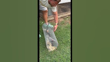 How to make a Homemade snake trap #shorts 🐍