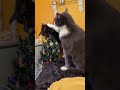 Разборки в новогоднюю ночь🐈lСмешные котыlFunny cats