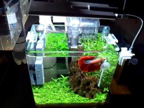 ベタ ミニ水槽 Betta Mini Aquarium Youtube