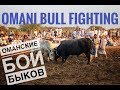 Оманские бои быков / Omani Bull Fighting 2018