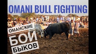 Оманские бои быков / Omani Bull Fighting 2018