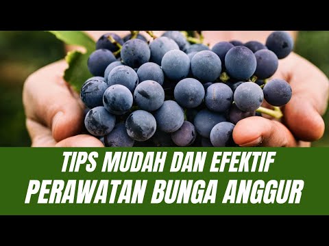 Video: Bokoli Permulaan Benih - Petua Untuk Menyimpan Benih Daripada Tumbuhan Brokoli