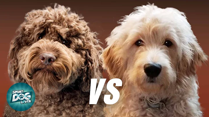 Labradoodle VS Goldendoodle | Which Poodle Mix Breeds Is Better? - DayDayNews