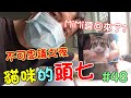 「貓咪的頭七」MiMi醬回來了？不可思議的夜晚 Cat story #48