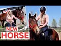 Rich girl gets a new horse   equestrian comedy