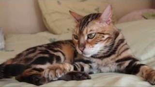 Bengal Cat Marbled up close in HD