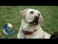 The dogs trained to spot cancer- BBC News