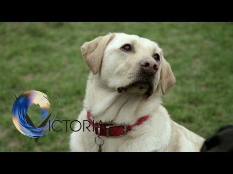 Adorable moment soldier demonstrates CPR on his loyal pet dog