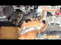猫60匹まで繁殖…置き去りにして引っ越し　飼い主は…　痩せ細り、けがだらけ　多頭飼育崩壊の実態