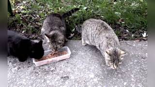 Providing Food for Adoptable Cats in Ukraine A Shaft of Hope
