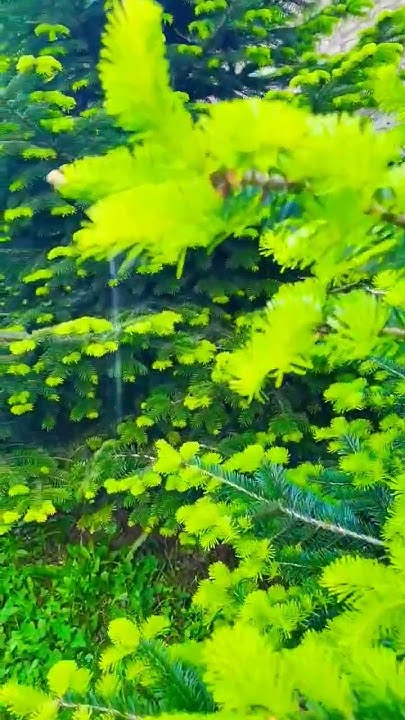 красивые елочки #цветы #nature #растения #plants #garden #елка - YouTube