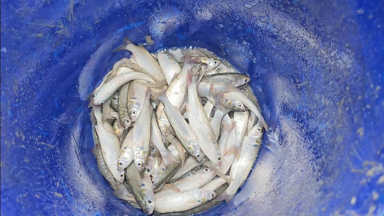 FARTURA DE TAINHAS NO IGARAPÉ. 