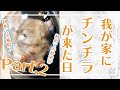 我が家にチンチラが来た日【Part2】