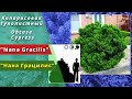 "Нана Грацилис" - "Nana Gracilis". Кипарисовик тупой или кипарисовик туполистый. Obtuse Сypress.