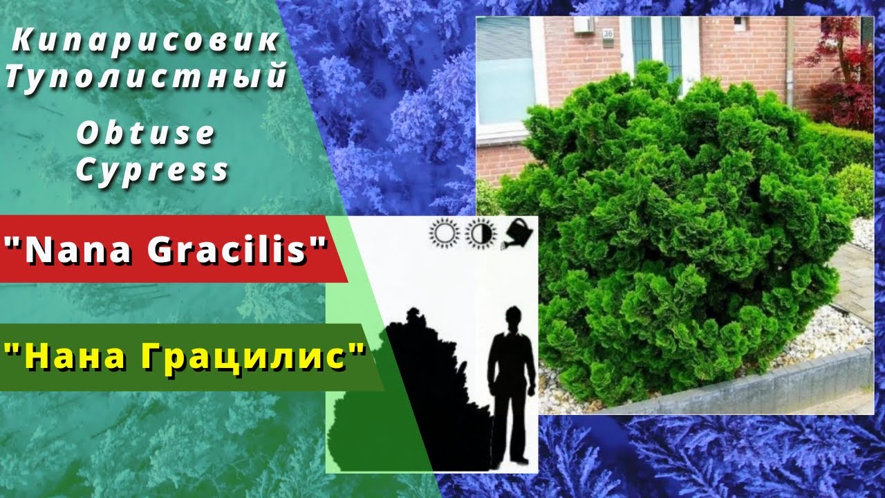 "Нана Грацилис" - "Nana Gracilis". Кипарисовик тупой или кипарисовик туполистый. Obtuse Сypress.