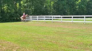 Beginner Safe Gelding