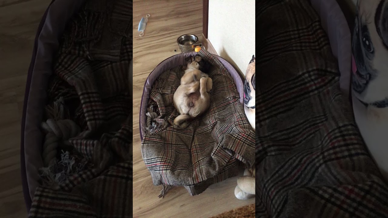 Pug sleeping funny 