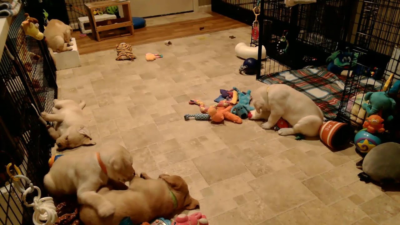 Susquehanna Service Dogs Puppy Cam