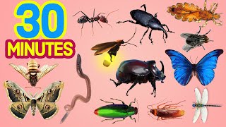30 minutes Learn Insects For All