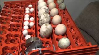 This video shows everything from filling two incubators with eggs. The good and the bad of hatching. Raising them up to butcher 