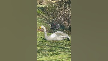 👀 happy and contented bird 🦢 #amazing #beautiful #happy #birds #swan #shorts #youtubeshorts