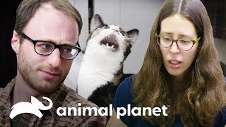 ¡Hombre prefiere quedarse con el gato que con su novia! | Mi gato endemoniado | Animal Planet