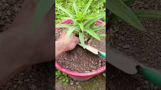 Planting lilies #Do you also have this plant in your hometown #Balcony planting #Assisting#5f479