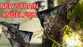 Celebrity NEW Angelfish Showcase! Red Devils & Rare Leopard Strain from Vietnam Net Worth