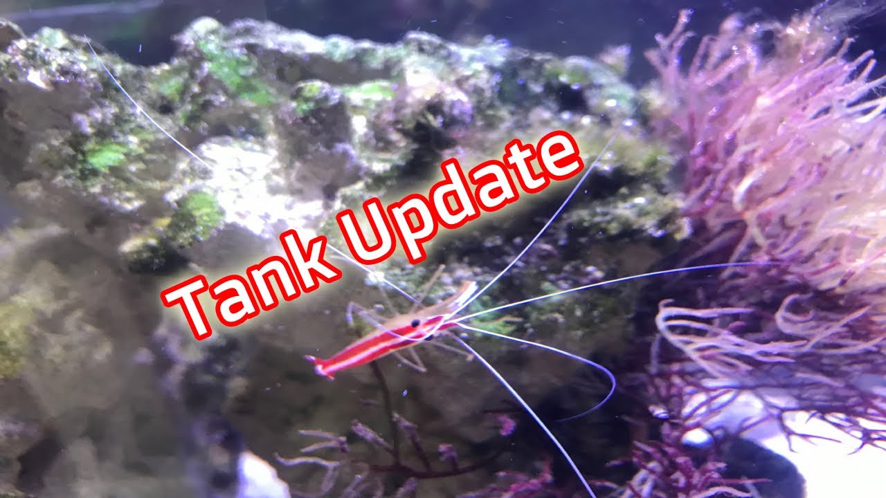 Tank Updates New ZoasNew Macro AlgaeSump setup!Chippy the Cleaner