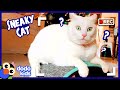 Sneaky Cat Has A Secret For You | Mystery Animals | Dodo Kids
