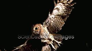 Eurasian Tawny Owl in Flight, Wings Outspread while Flying