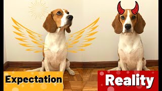 Life With a Beagle | Expectation vs Reality by Pipas The Beagle 2,455 views 3 years ago 2 minutes, 29 seconds