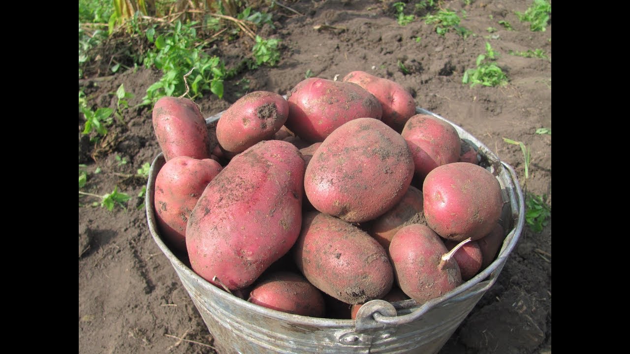 Как повысить урожай картофеля Как повысить урожай картофеля