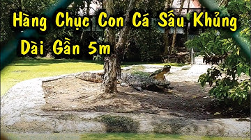 Làng Cá Sấu Hoa Cà - Sài Gòn #1 | Xem Cá Sấu Khủng 5m | Elip Channel