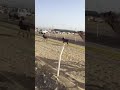 مقطع مضحك وقصير في ميدان الهجن في مجيرا